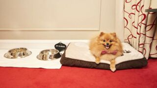 PET CHERI : la première conciergerie premium pour animaux en Europe vous donne rendez-vous au BHV Paris jusqu’à début 2026