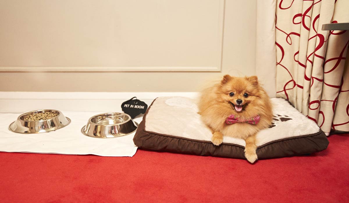 PET CHERI : la première conciergerie premium pour animaux en Europe vous donne rendez-vous au BHV Paris jusqu’à début 2026 PET CHERI : la première conciergerie premium pour animaux en Europe vous donne rendez-vous au BHV Paris jusqu’à début 2026