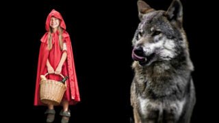 Promenons-nous dans les bois pendant que le loup y est…