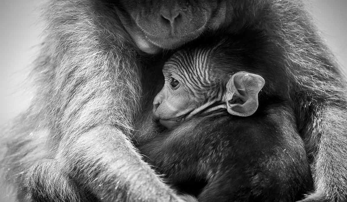 Projet controversé d’élevage de primates destinés à l’expérimentation. Le CNRS ignore les recommandations du garant du débat public et de son propre comité d’éthique