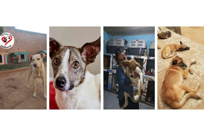 Le petit refuge Aure à Madagascar : une histoire de sauvetage et d’amour pour les animaux