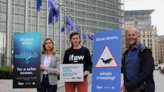 Les citoyens européens réclament des navires plus lents pour mieux protéger les baleines