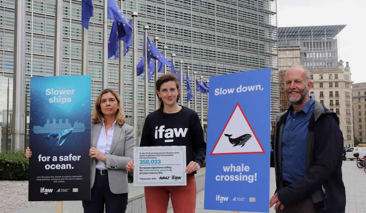 Les citoyens européens réclament des navires plus lents pour mieux protéger les baleines