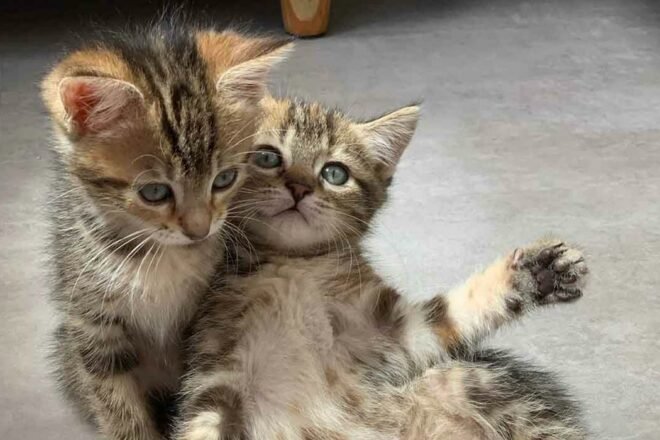 Les petits vagabonds : protection et sauvetage des animaux abandonnés