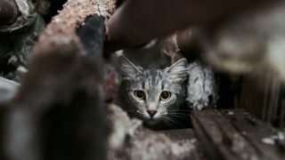 Gestion éthique des chats errants en Espagne
