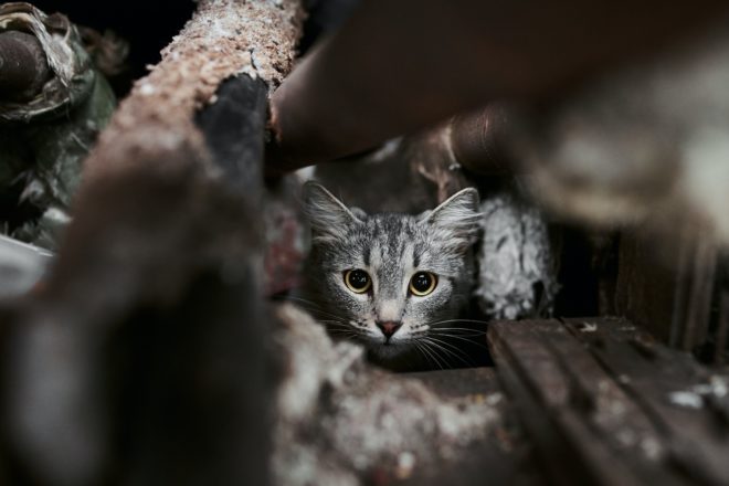 Gestion éthique des chats errants en Espagne