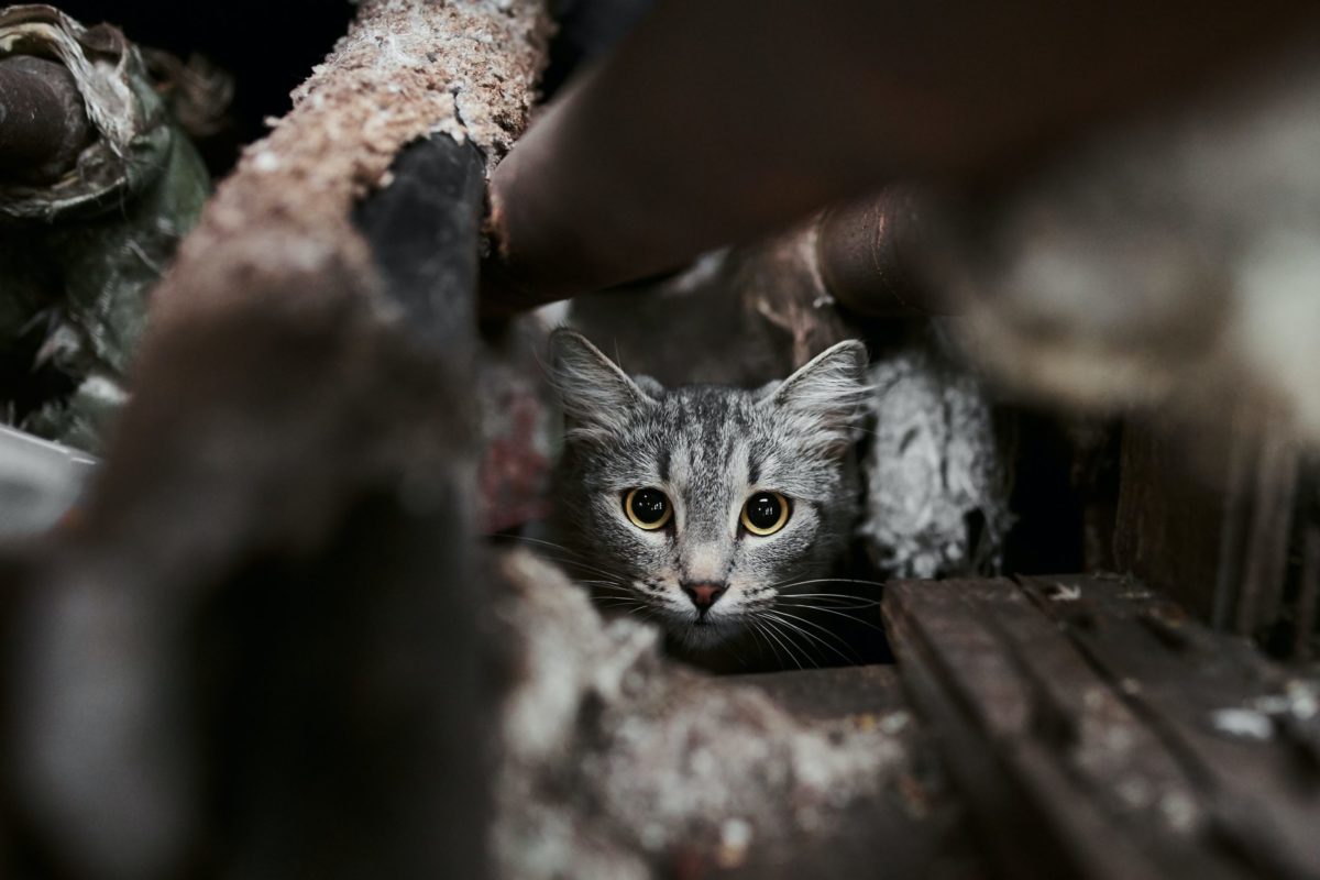 Gestion Ethique Des Chats Errants En Espagne Savoir Animal