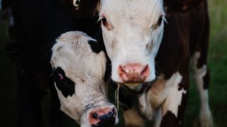 Mauricio Garcia Pereira : sa vie après l’abattoir, qu’est-il devenu ?