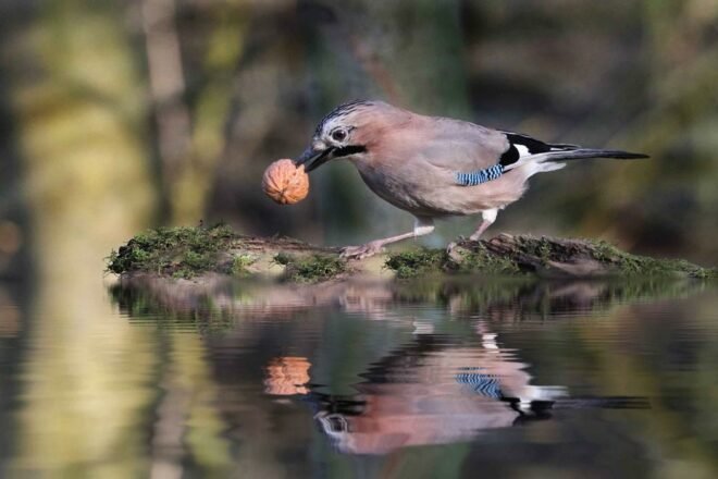 La libre-évolution, une nécessité à déployer dans nos forêts