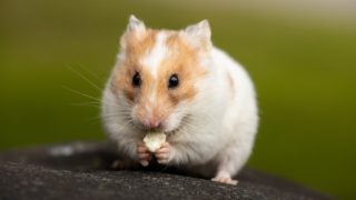 Quelle législation pour les élevages de NAC (nouveaux animaux de compagnie) domestiques ?