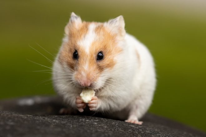 Quelle législation pour les élevages de NAC (nouveaux animaux de compagnie) domestiques ?