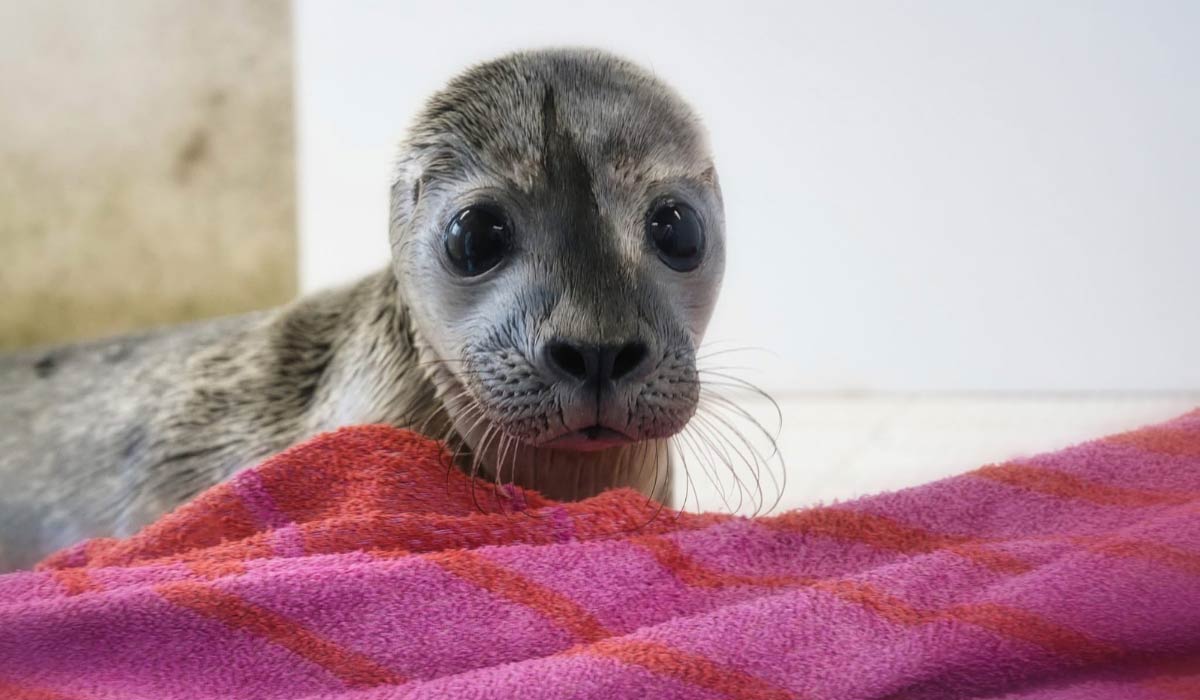 La Ligue de Protection des Animaux du Calaisis a besoin de vous