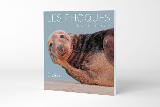 Les phoques de la Côte d’Opale