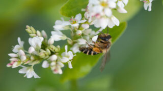 Les pollinisateurs : une passion devenue mon métier