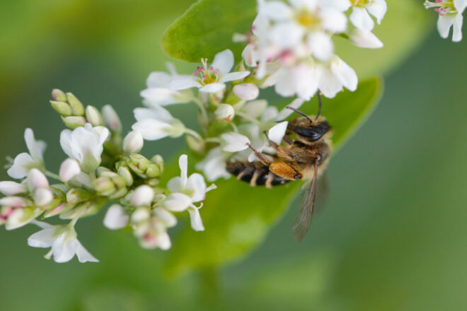 Les pollinisateurs : une passion devenue mon métier