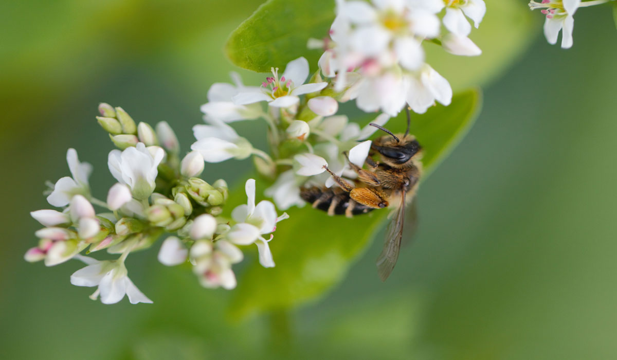 Les pollinisateurs : une passion devenue mon métier
