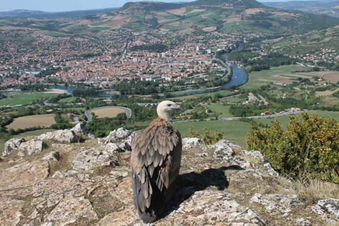 Au secours de la faune sauvage