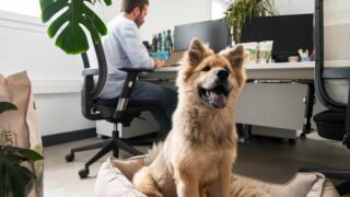 Bien être au travail : 87% des pet-parents de chiens et chats souhaiteraient venir au bureau avec leur animal de compagnie