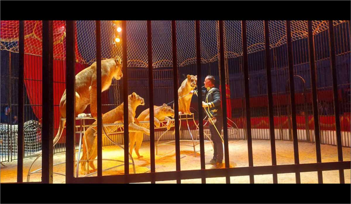 Loi contre la maltraitance : quatre ans d’inaction, des animaux toujours en danger. Personnalités et citoyens lancent un cri d’alarme contre le retard des décrets d’application