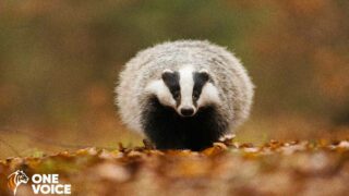 Orne, Manche, après la suspension, l’annulation ? Audiences contre le déterrage les blaireaux