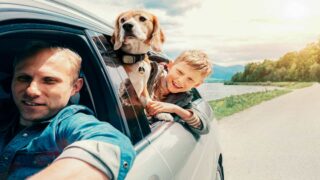 Sommeil et activité des chiens en été : les résultats de l’étude Kippy !