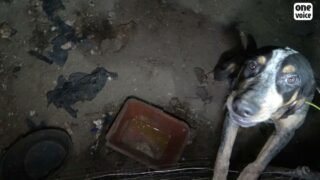 Chiens du hangar victimes de mauvais traitements. Facile de prétendre le contraire après nettoyage.