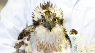 Découvrez les missions du centre de soins SOS Faune Sauvage