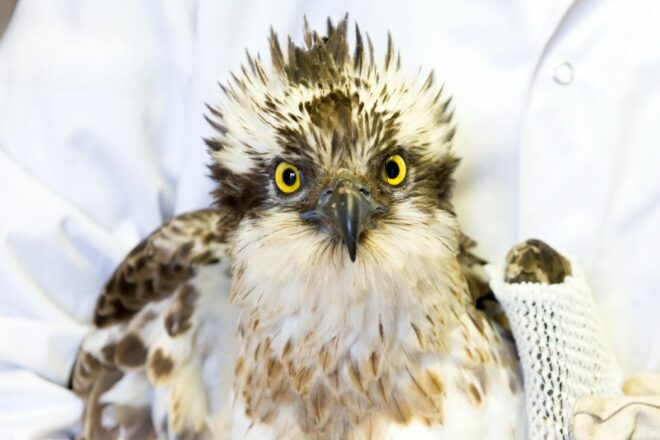 Découvrez les missions du centre de soins SOS Faune Sauvage