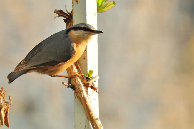 Renforcer nos liens avec la nature, un pas nécessaire vers sa protection