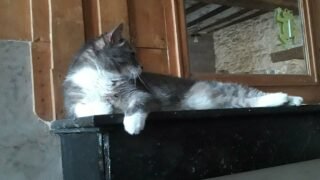 Vivre en entreprise pour un chat : comment penser et aménager son espace de vie ? 