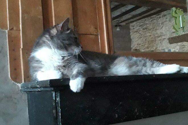 Vivre en entreprise pour un chat : comment penser et aménager son espace de vie ? 