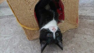 L’association sans refuge Mil’Chats’Lor