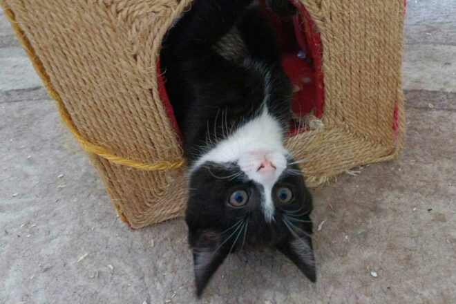 L’association sans refuge Mil’Chats’Lor