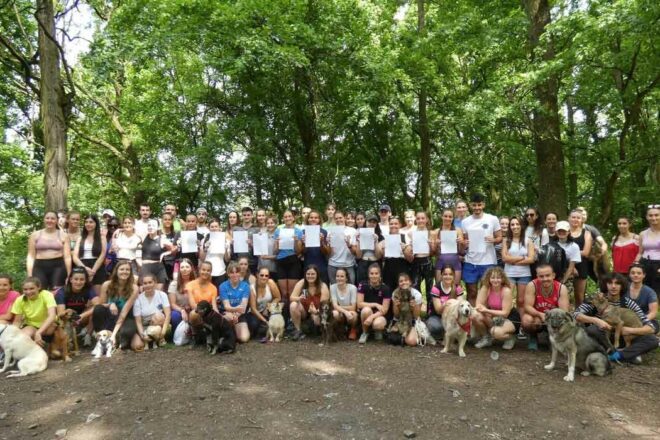 L’association Car’Pattes vient en aide aux chiens errants en Roumanie