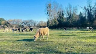 Le sanctuaire Les Meuh’eureuses