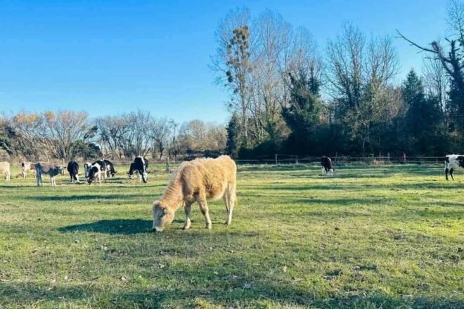 Le sanctuaire Les Meuh’eureuses