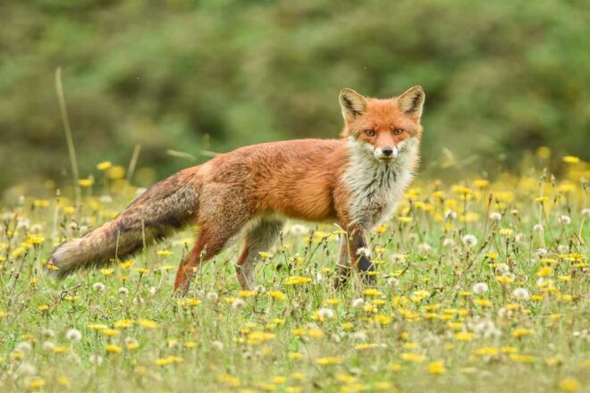 Troquer son fusil contre un appareil photo ? Oui la transition est possible