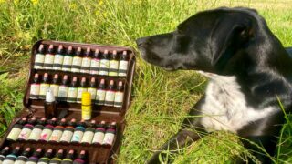 Les fleurs de Bach pour apaiser les émotions des animaux