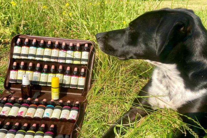 Les fleurs de Bach pour apaiser les émotions des animaux