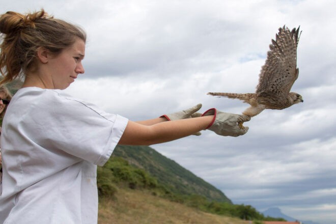 Vous connaissez le Tichodrome ?