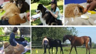 La médiation animale pour s’apaiser, renouer le lien à soi-même, apprendre à s’aimer, grandir en sécurité et en confiance