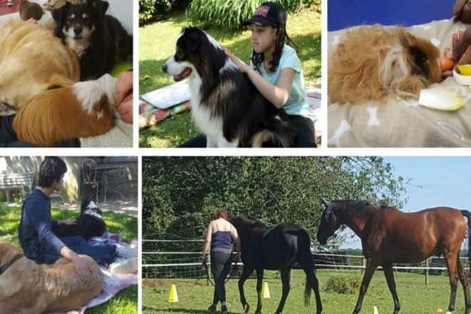 La médiation animale pour s’apaiser, renouer le lien à soi-même, apprendre à s’aimer, grandir en sécurité et en confiance