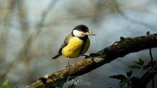 Ecouter, Observer et Protéger les Oiseaux
