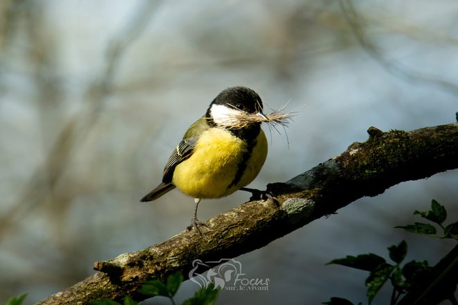 Ecouter, Observer et Protéger les Oiseaux