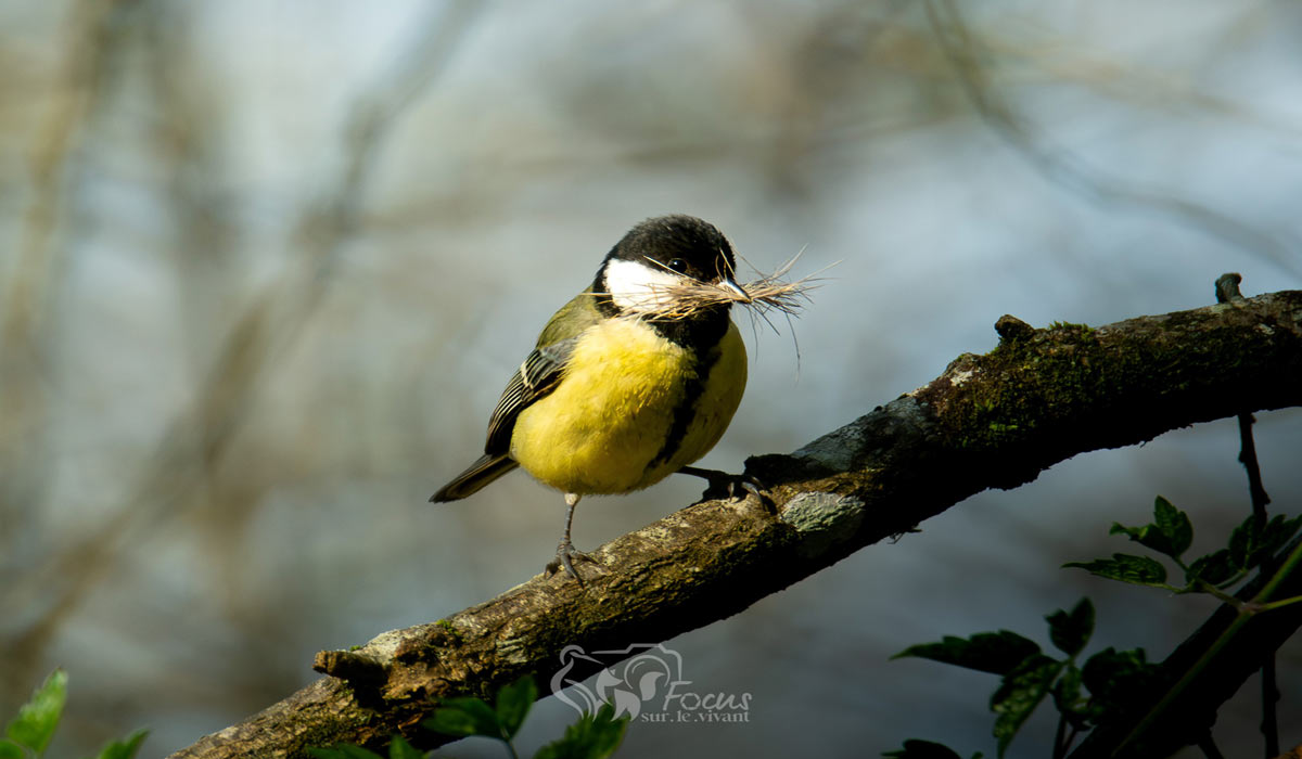 Ecouter, Observer et Protéger les Oiseaux Ecouter, Observer et Protéger les Oiseaux