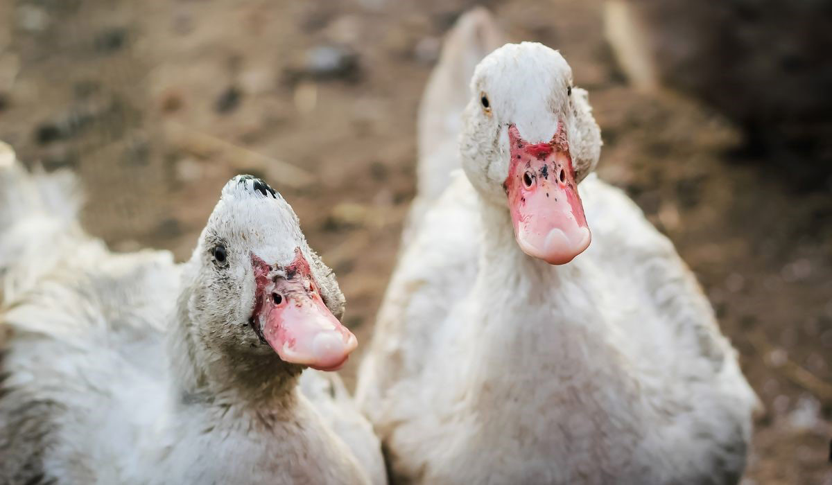 L’Observatoire des Subventions et Aides Agricoles (ObSAF) publie son premier rapport sur la filière foie gras