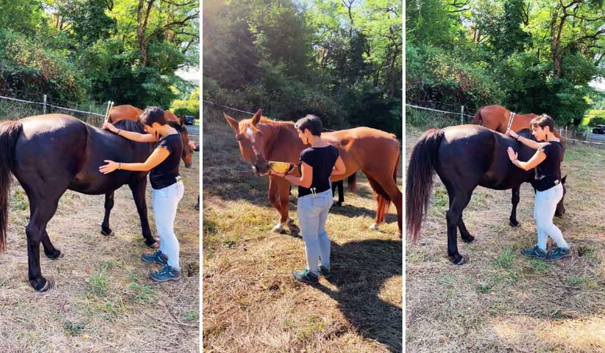 Communication animale, soins énergétiques et sonothérapie animale : une approche globale pour le bien-être de votre animal Communication animale, soins énergétiques et sonothérapie animale : une approche globale pour le bien-être de votre animal
