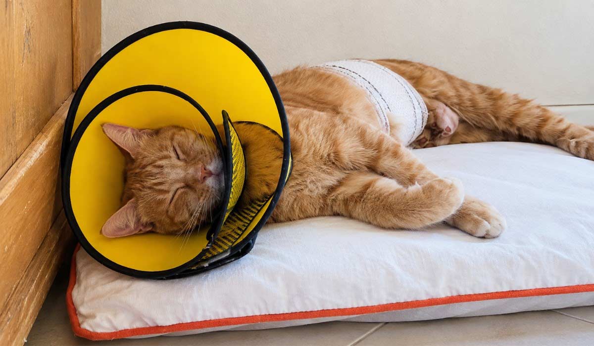 Goldie est sauvée. Et maintenant ?