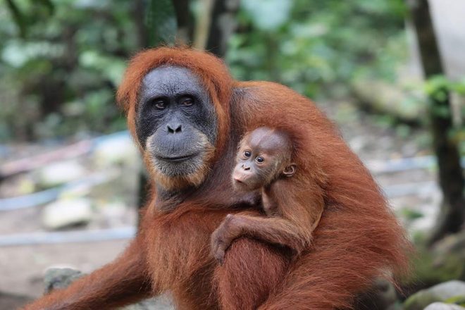 Orangs-outans de Sumatra et êtres humains : si proches, si différents