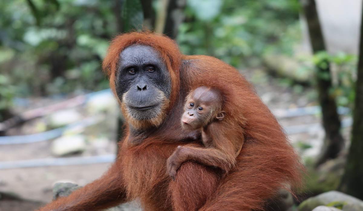 Orangs-outans de Sumatra et êtres humains : si proches, si différents Orangs-outans de Sumatra et êtres humains : si proches, si différents